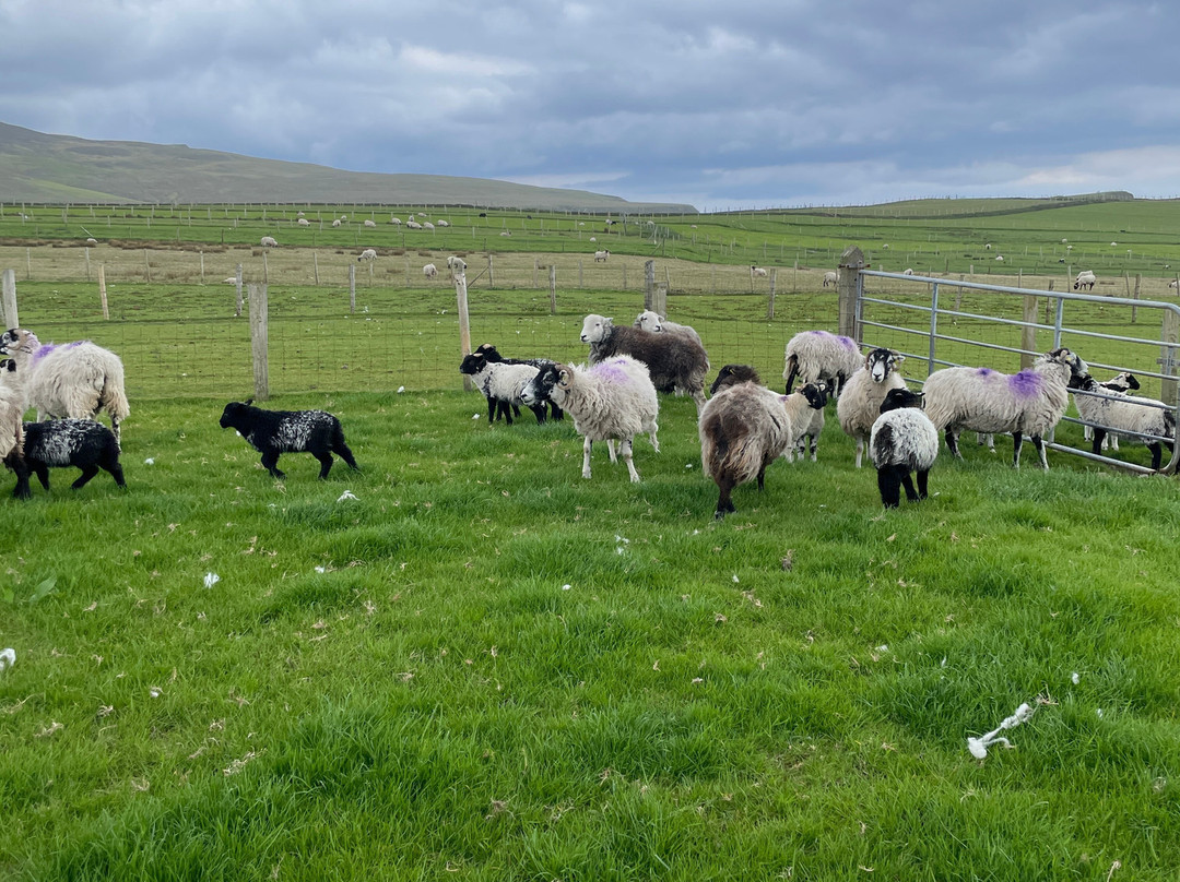 Away to Me Sheepdog Trial Demonstrations-Malin Beg必去景点