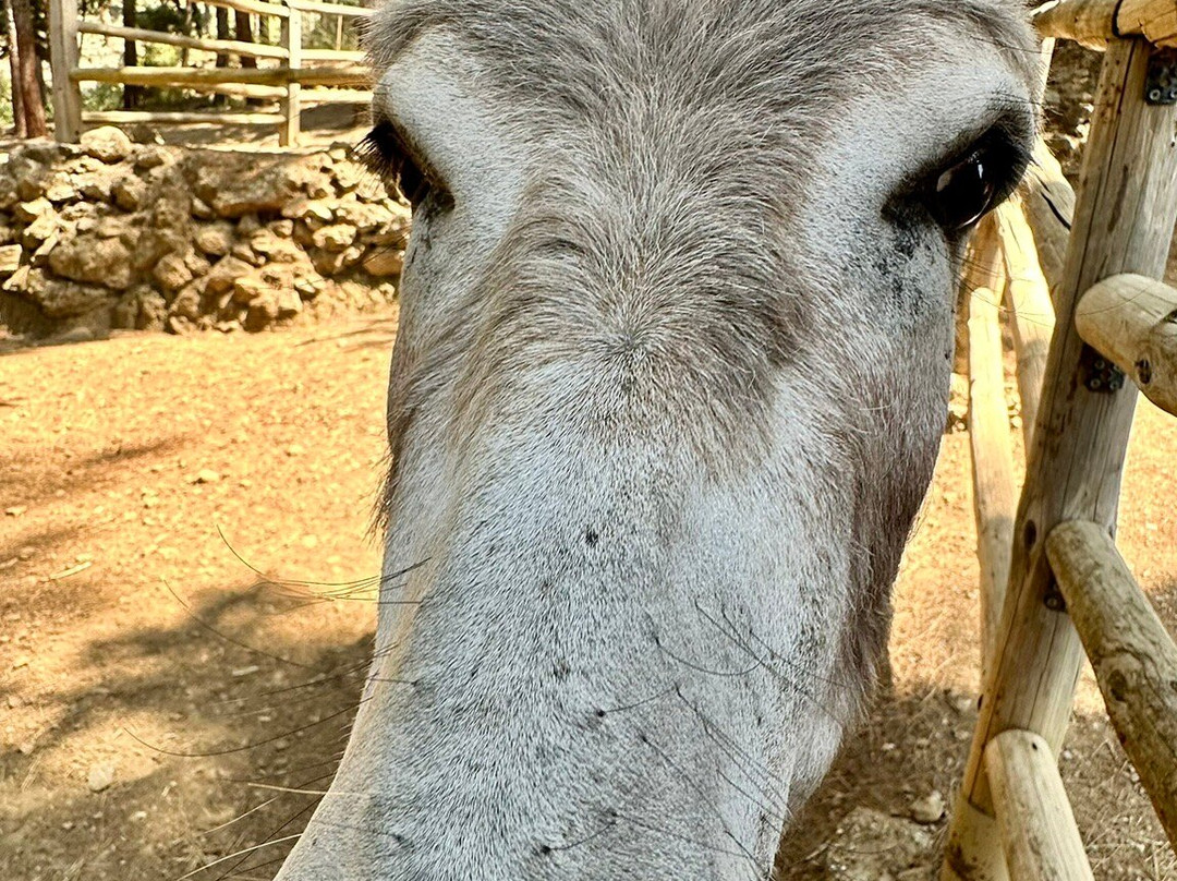 Kos Natural Park-Zia必去景点