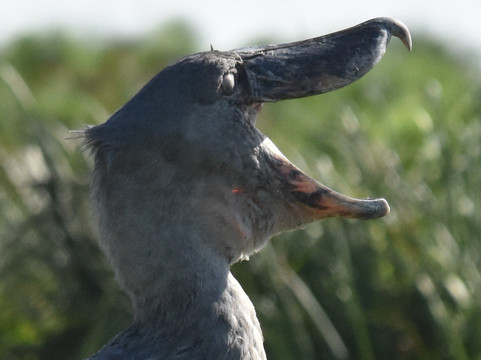 Realm Africa Safaris-恩德培必去景点