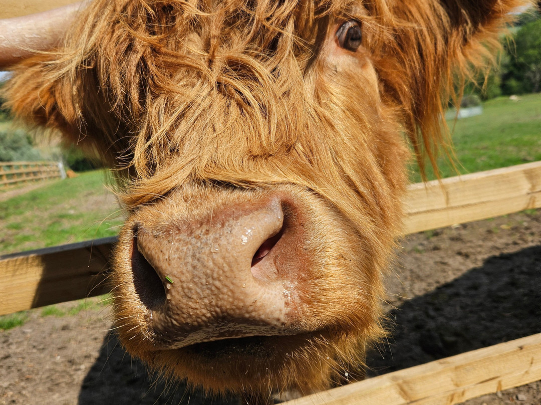 Highland Cow Cottage景点图片