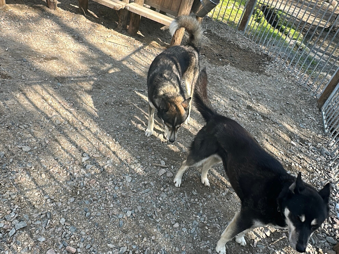 Arctic Circle Husky Park-罗瓦涅米必去景点