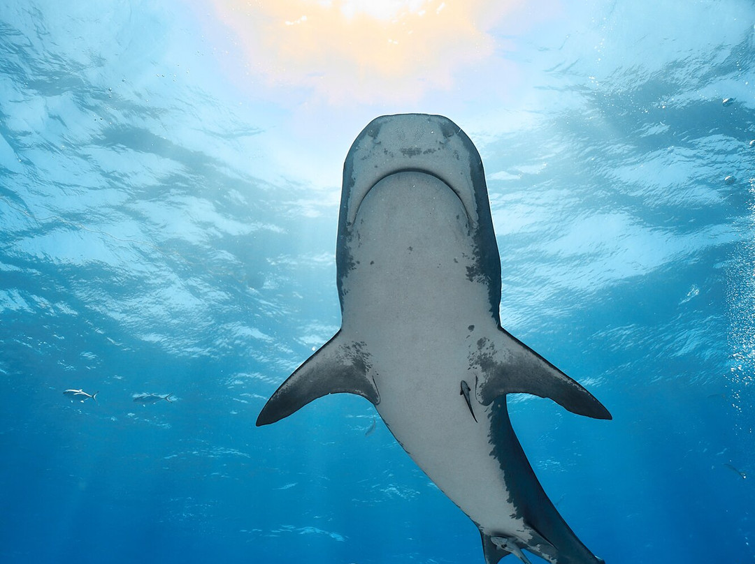 Epic Diving-West End必去景点