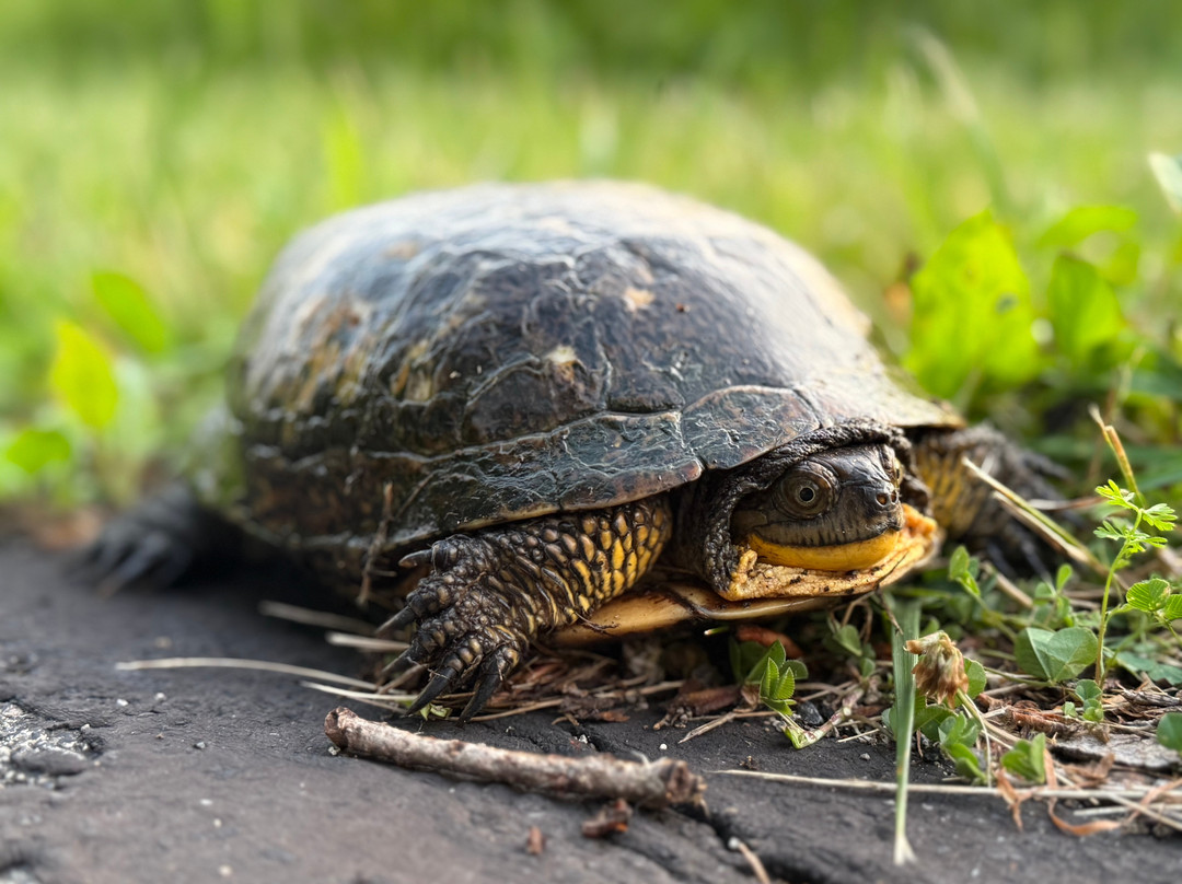 Algonac State Park-Marine City必去景点