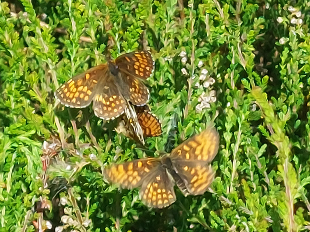 East Blean Woods National Nature Reserve-Hoath必去景点