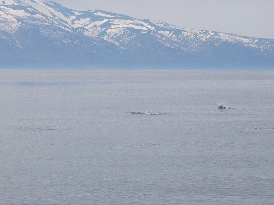 Shiretoko Nature Cruise - Day Tours-罗臼町必去景点