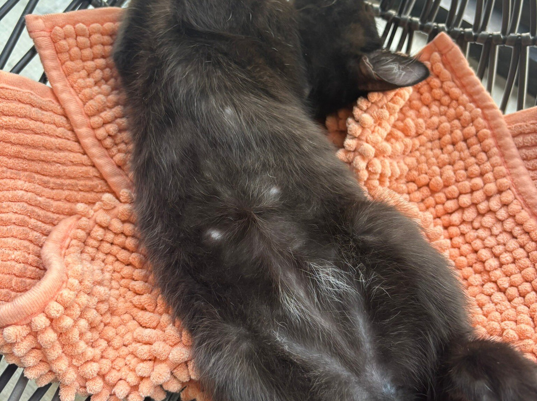 Purrfect Day Cafe Covington-卡温顿必去景点