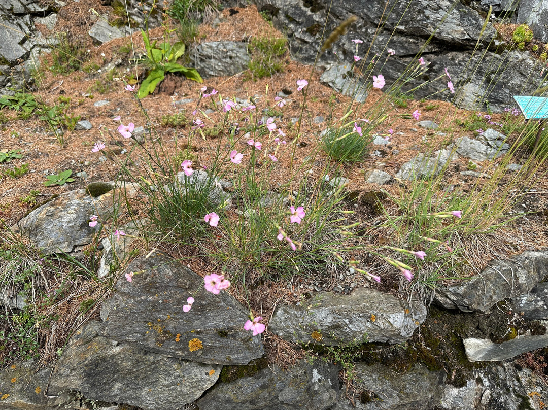 Giardino Botanico Alpino "Rezia"-博尔米奥必去景点