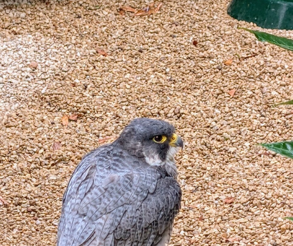 Cotswold Falconry Centre-莫顿因马什必去景点