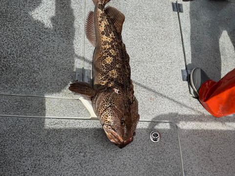 Crackerjack Sportfishing Charters-苏厄德必去景点