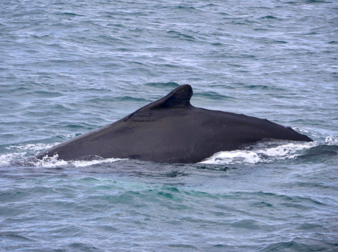 Sjóferðir Ehf-伊萨菲厄泽必去景点