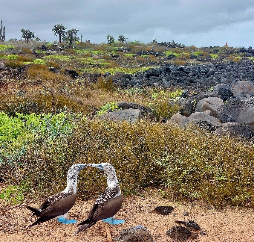 Playa de los Perros-阿约拉港必去景点