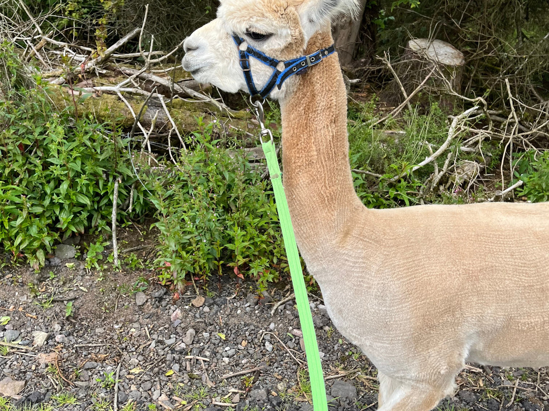 Larch Green Alpacas-格拉斯哥必去景点