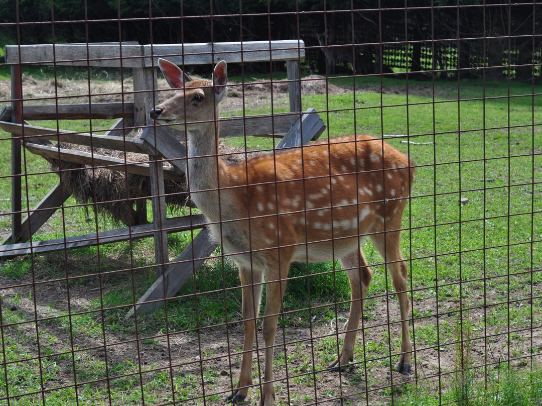 Koporye Eco-Trail-Balakhna必去景点