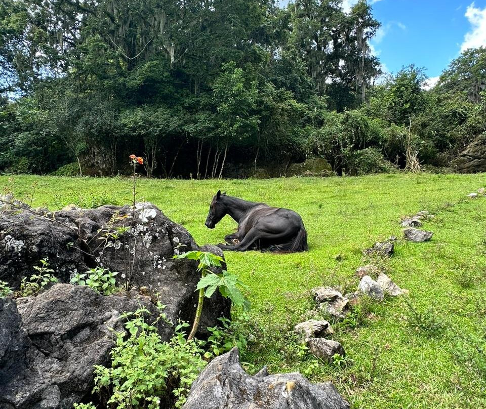 El Cielo International Biosphere Reserve / La Reserva Biosfera El Cielo-Gomez Farias必去景点