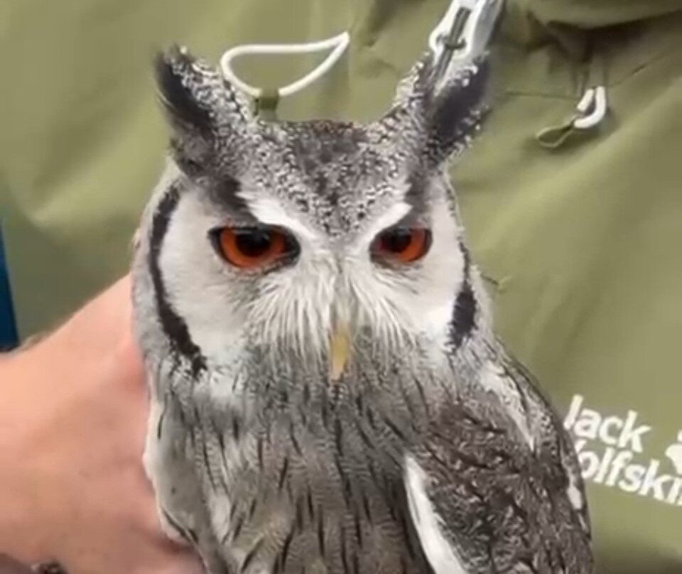 Hawkeye School of Falconry-基尔肯尼必去景点
