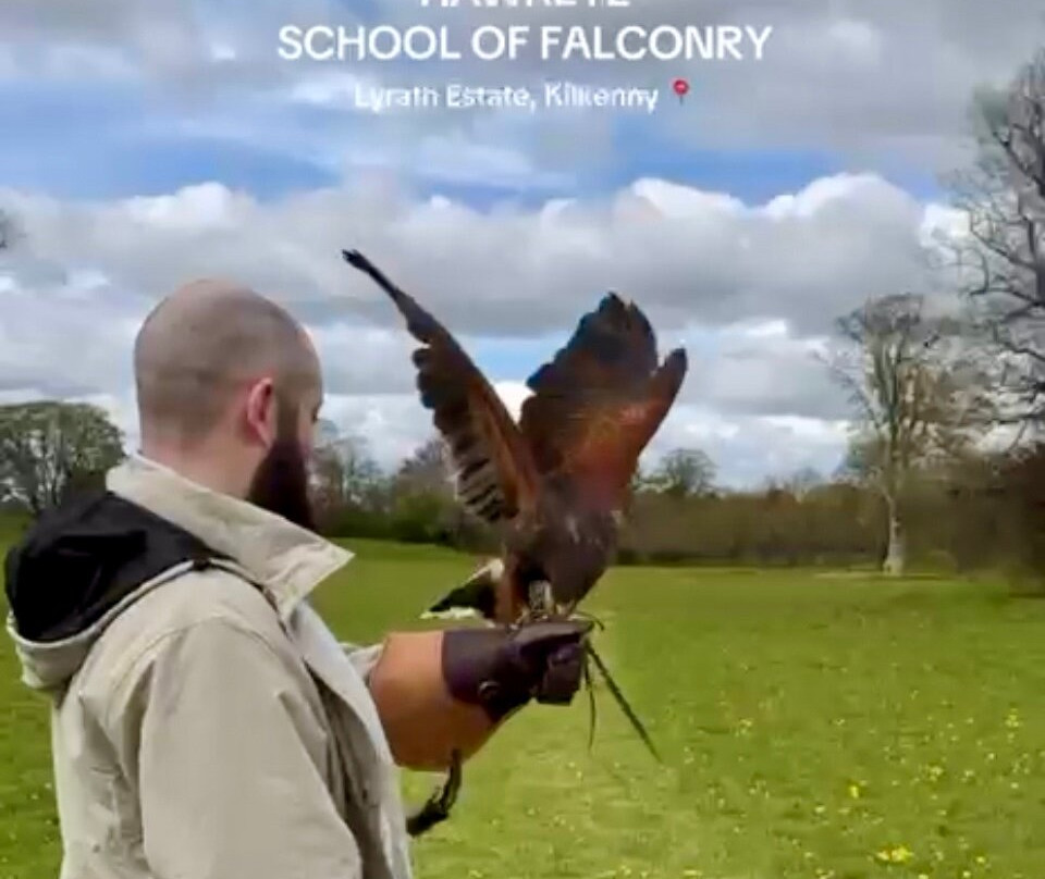 Hawkeye School of Falconry-基尔肯尼必去景点