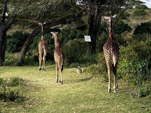 AMA Safaris-内罗毕必去景点