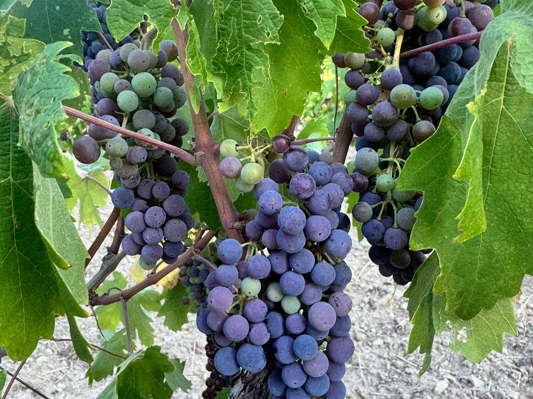 Putalj Wine-斯普利特必去景点