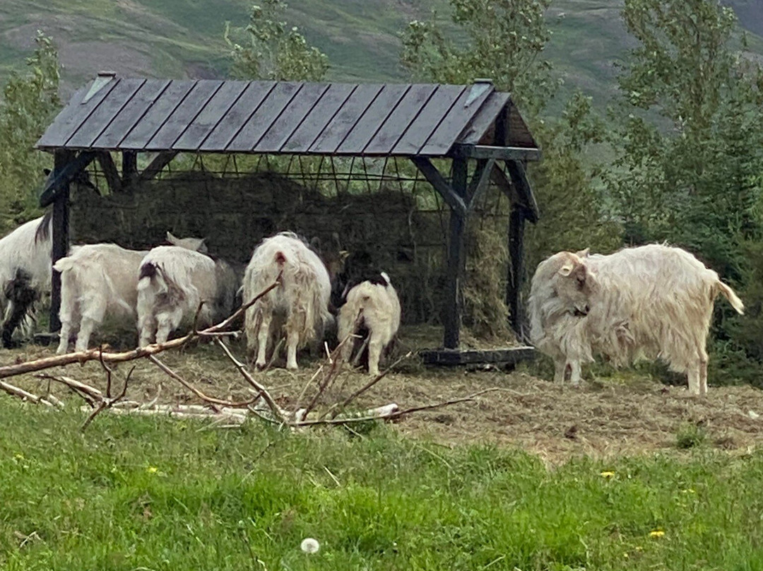 Brúnastaðir Guesthouse And Farm-Skagafjordur必去景点