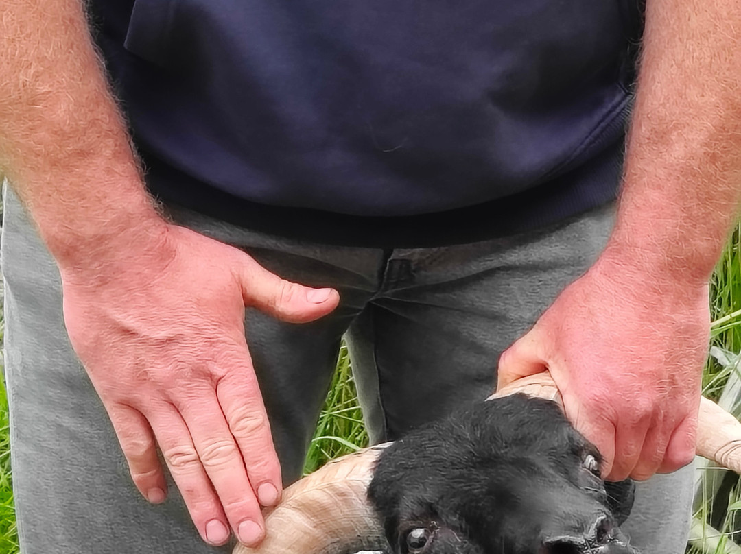 The Newport Shepherds-Newport必去景点