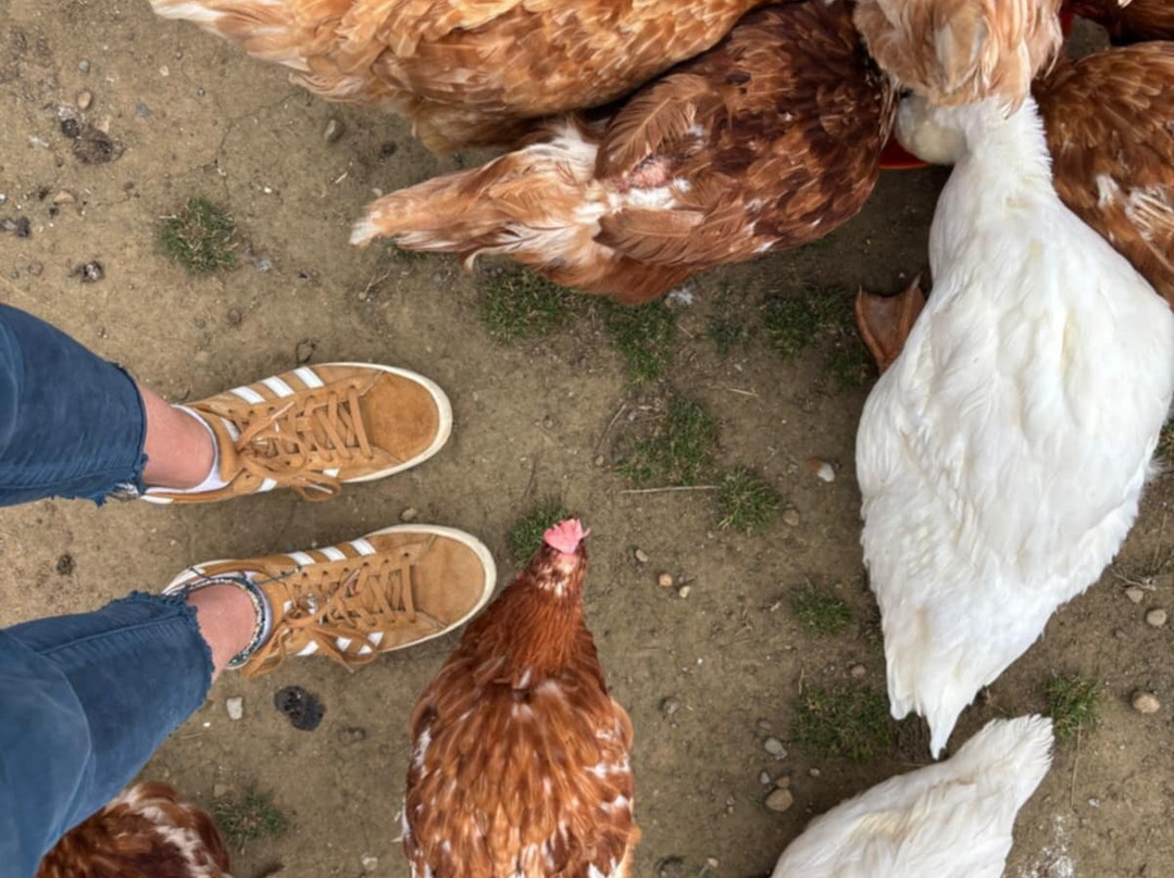 Butterwick Alpaca Retreat and Trekking-马尔顿必去景点