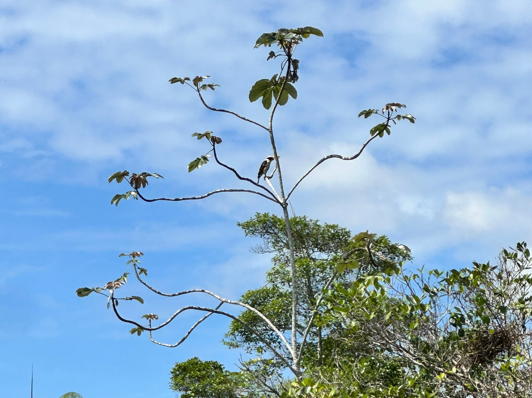 Limoncocha National Biological Reserve-Limoncocha必去景点