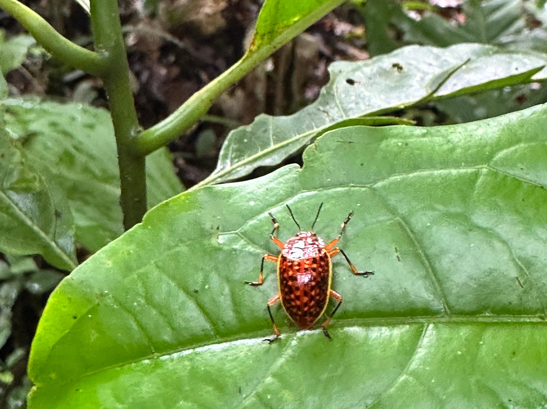 Parque Nacional Yasuni-Coca必去景点