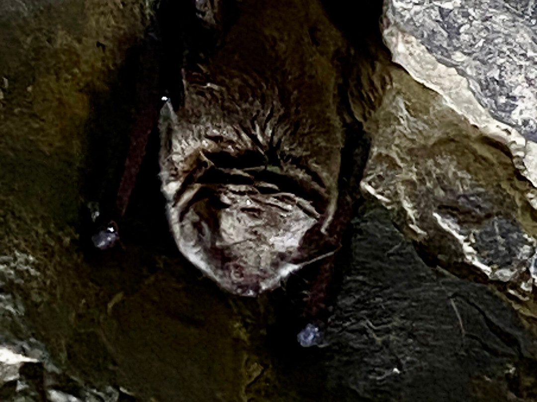 Daugbjerg Kalkgruber-斯基沃必去景点