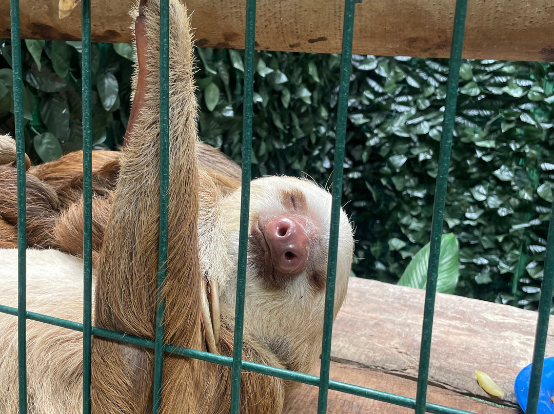 Sloth Sanctuary of Costa Rica-卡维塔必去景点