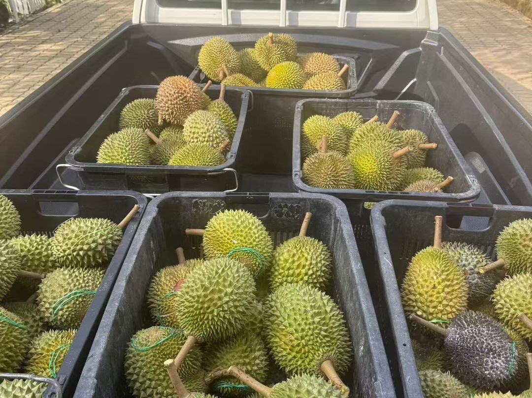 Glo Durian Farm & Camp-加叻必去景点