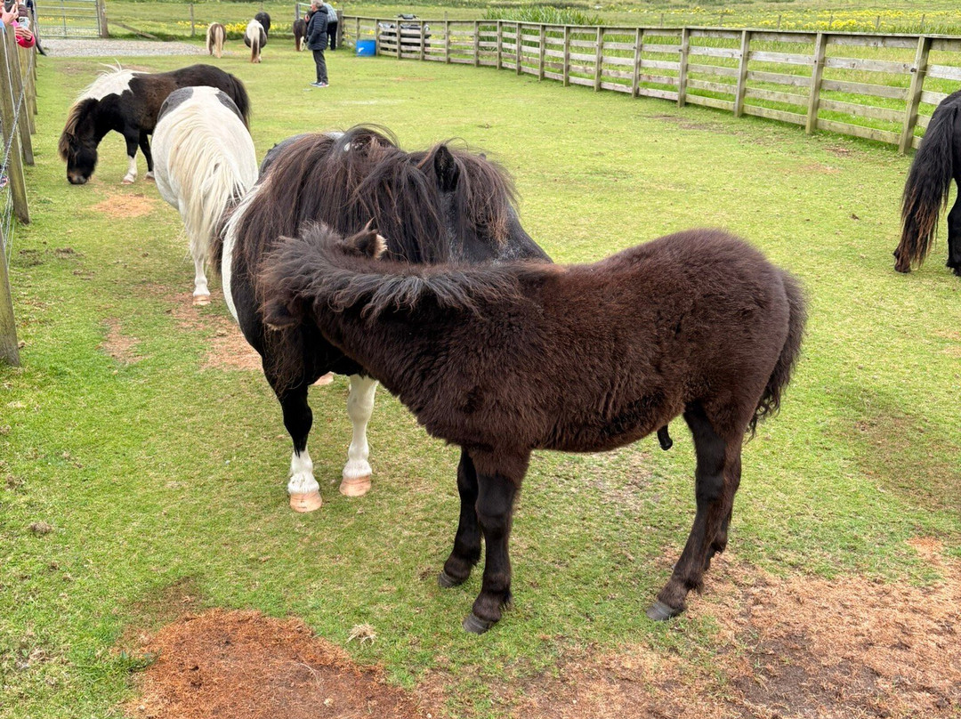 Shetland Explorer Tours-Lerwick必去景点