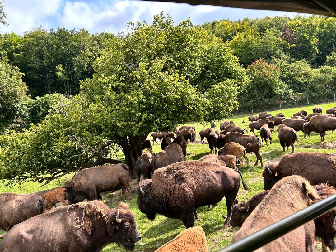 Rêve de Bisons-Muchedent必去景点