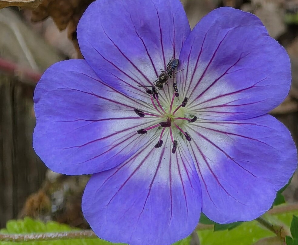 Shorne Woods Country Park-Shorne必去景点