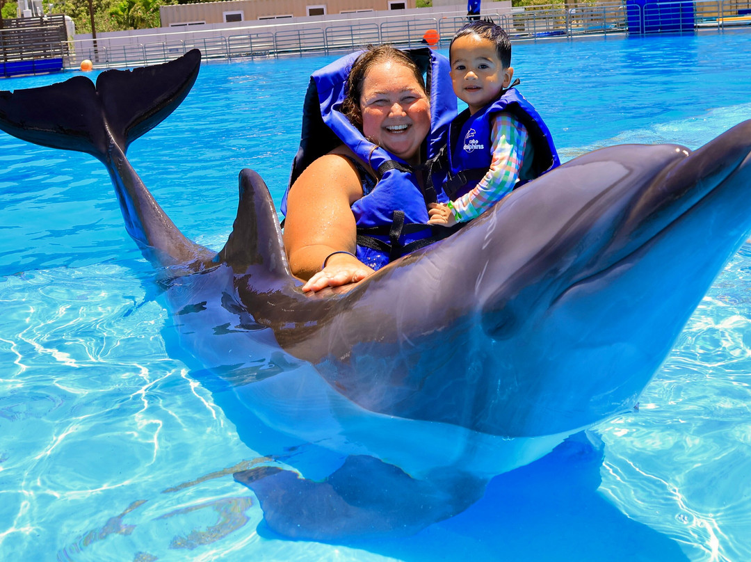 Dolphin Discovery Los Cabos-圣何塞卡波必去景点