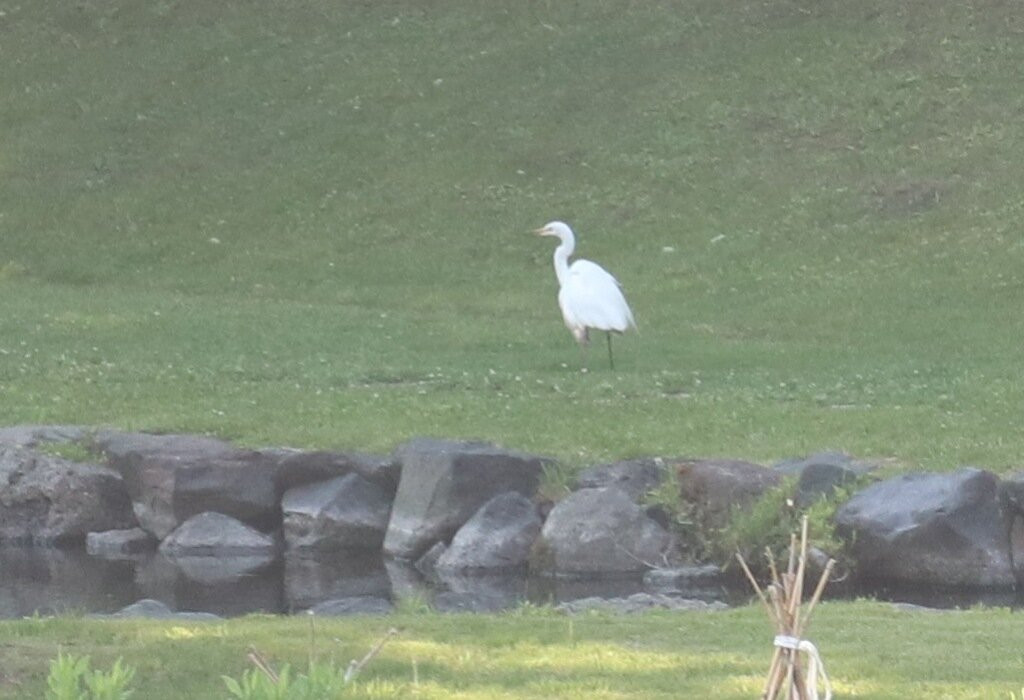 Rishiriyama Shrine-利尻富士町必去景点