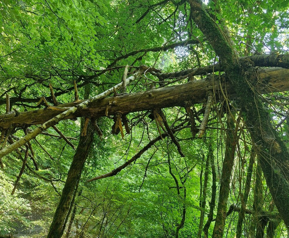 Cascade de l'Englennaz-Cluses必去景点