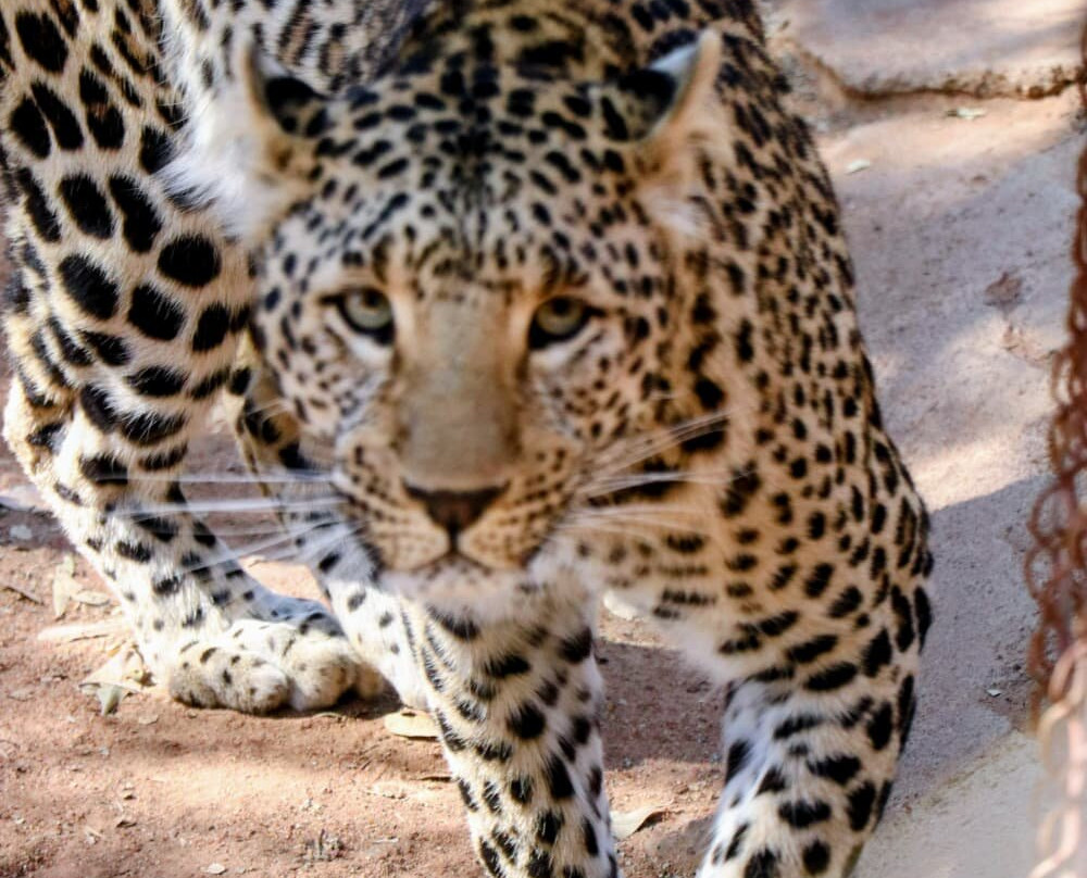 Wildside Tours and Safaris - Day Tours-约翰内斯堡必去景点