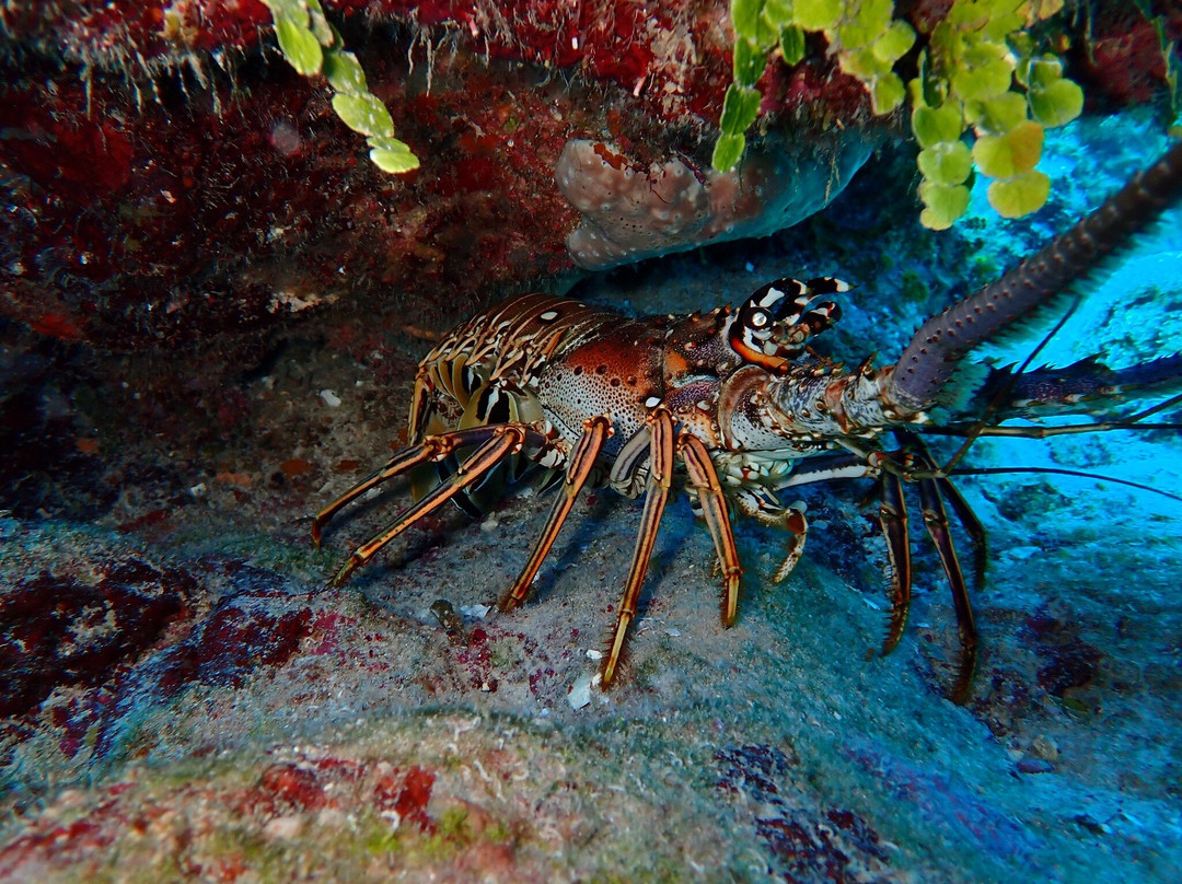 Flamingo Divers-普罗维登西亚莱斯必去景点