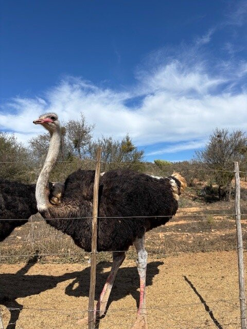 Highgate Ostrich Show Farm-奥兹洪必去景点