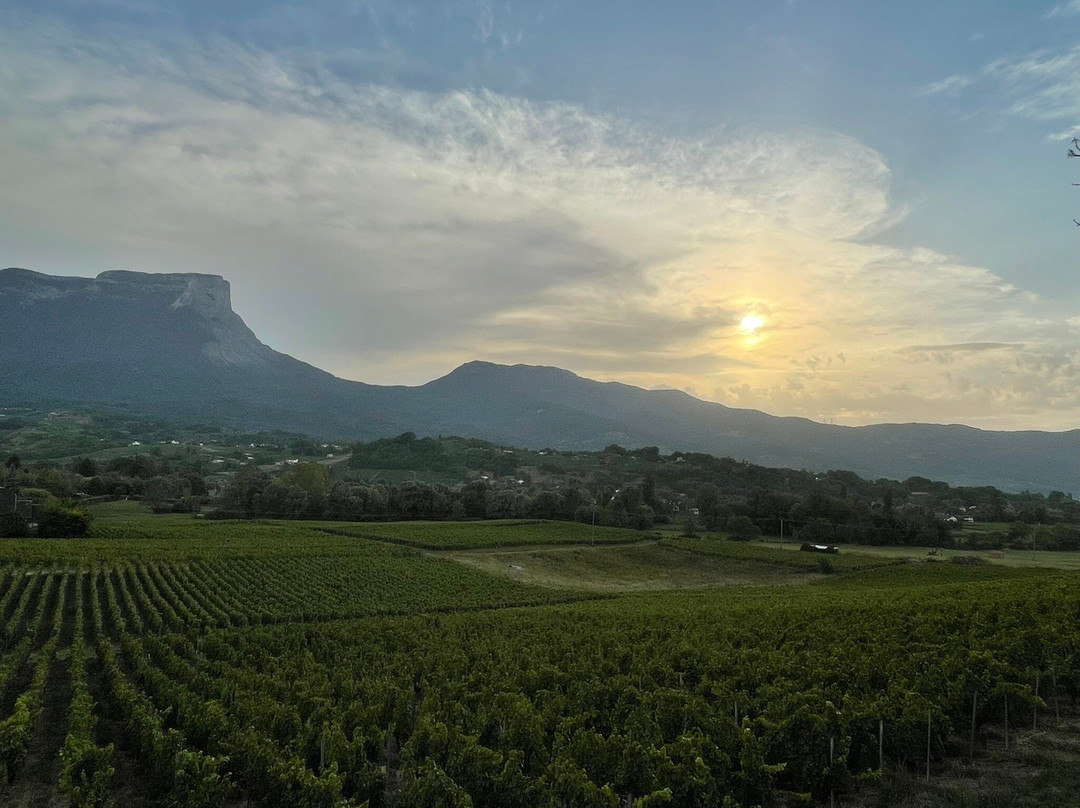 Château la Violette