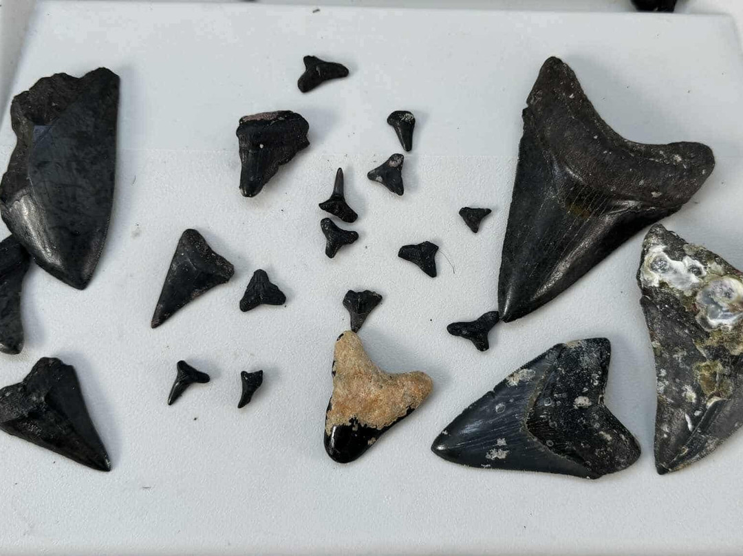 Gaspar's Dive N Board-恩格尔伍德必去景点