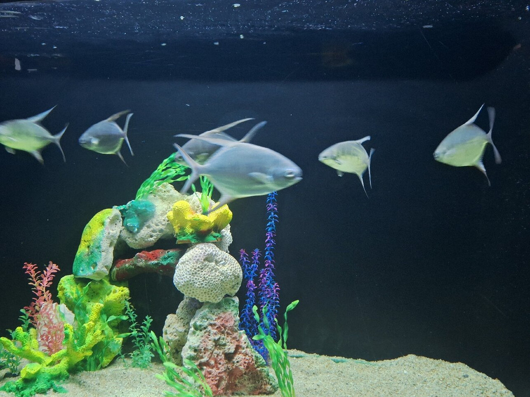 Acuario Mundo Marino-圣玛尔塔必去景点