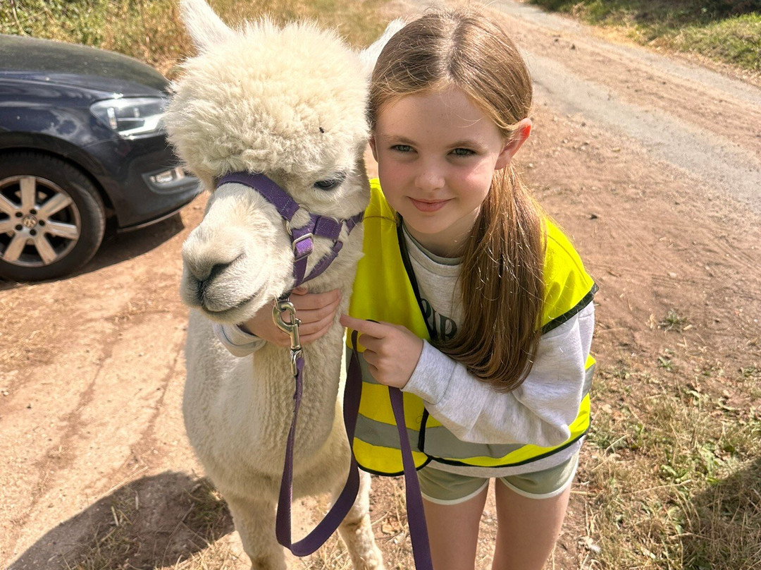 Knightley Alpaca Trekking-斯塔福德必去景点