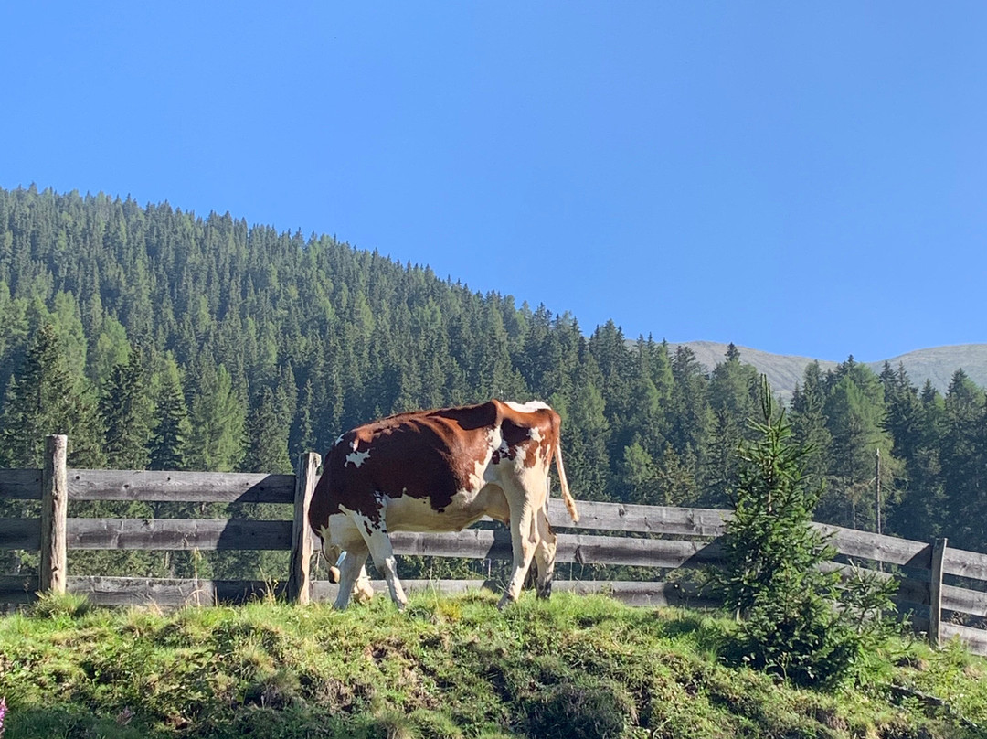 Escursione Estiva: Malga San Silvestro e Cappella di San Silvestro-多比亚科必去景点