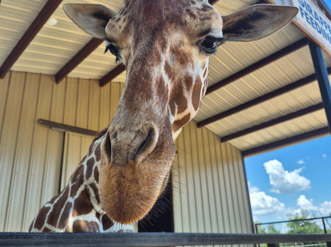Texas Zoofari Park-Kaufman必去景点