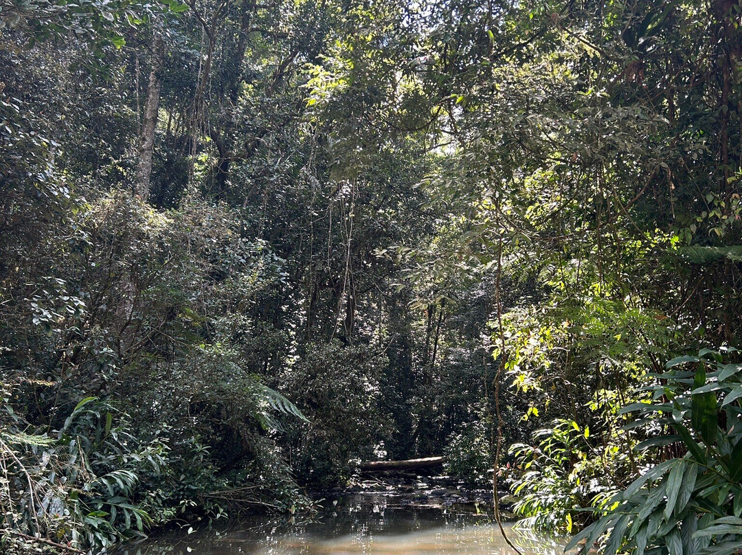 Millaa Millaa Falls-Millaa Millaa必去景点