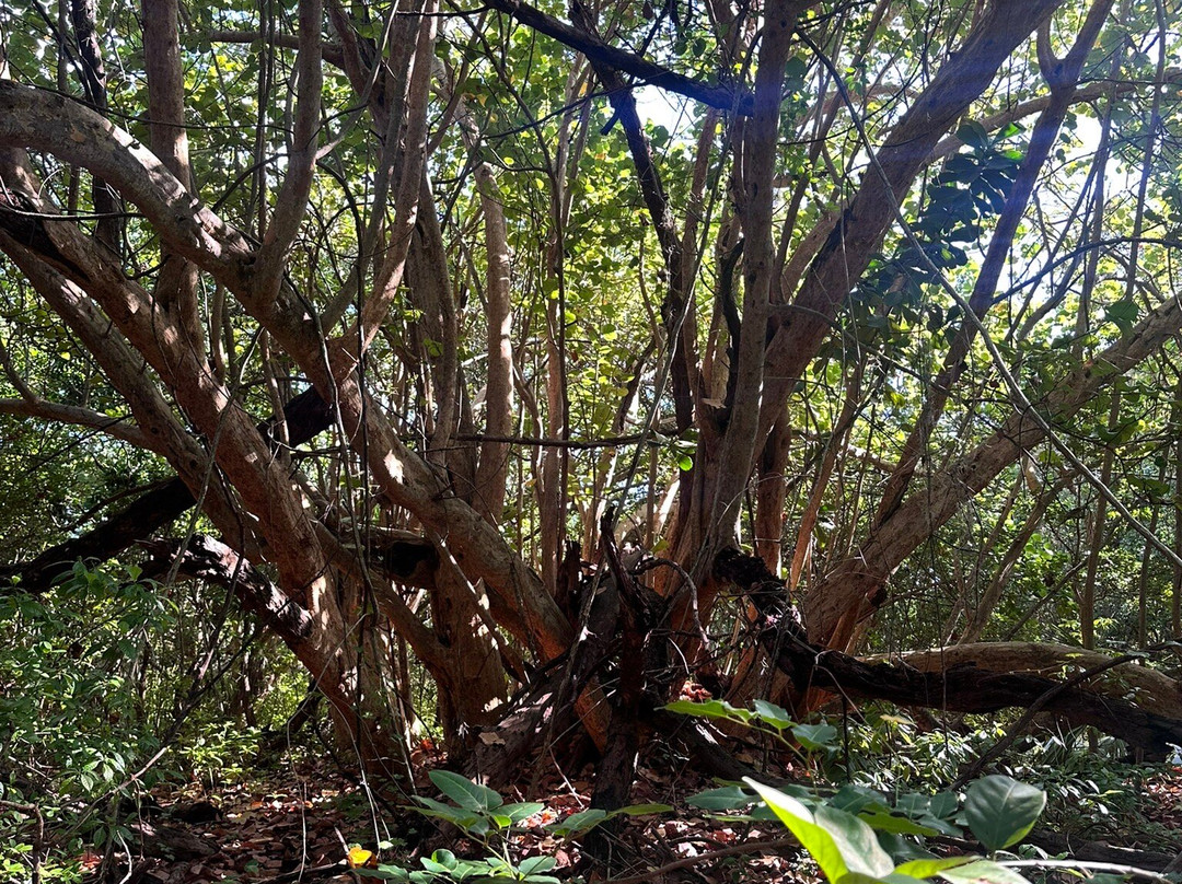 Hugh Taylor Birch State Park-劳德代尔堡必去景点