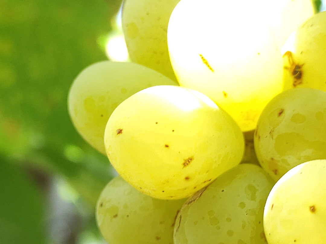 Paradiso Beach-Psalidi必去景点