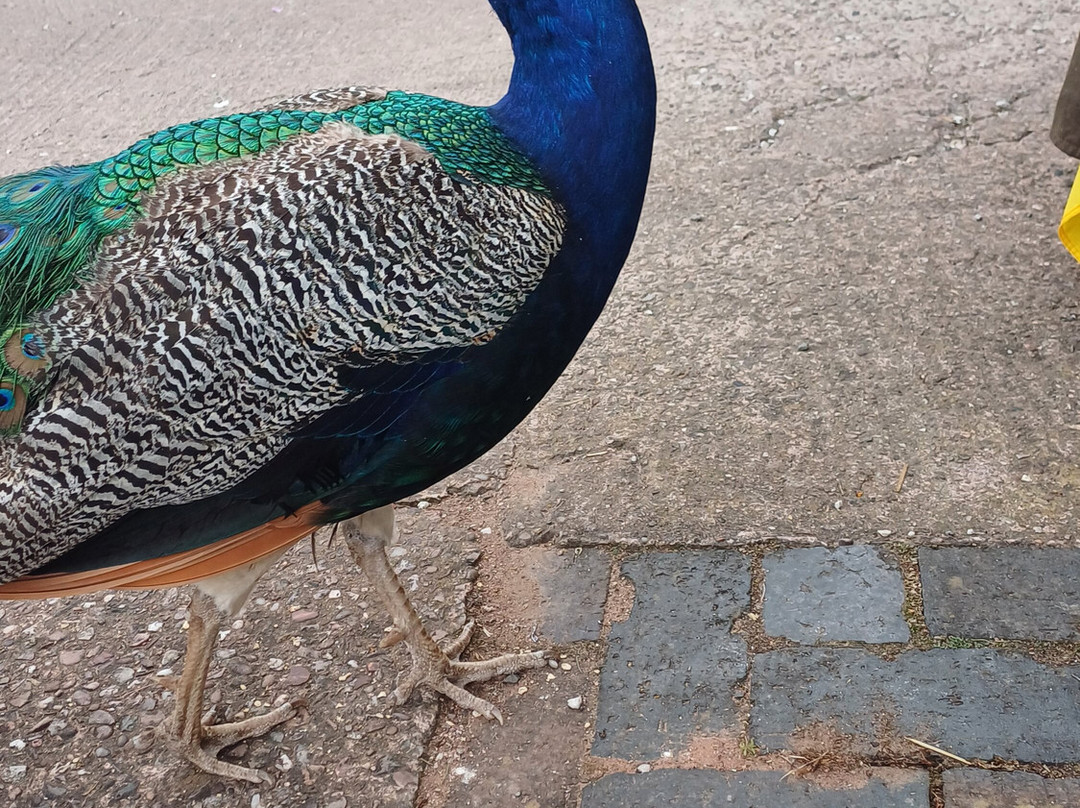 Amerton Farm-斯塔福德必去景点