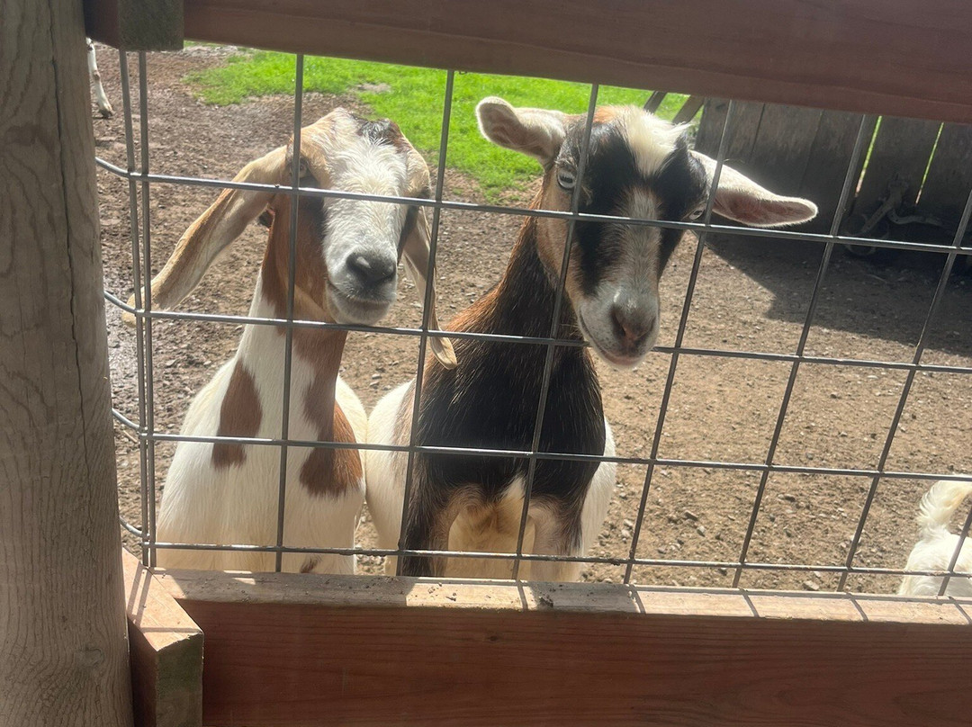 FAWN DOE ROSA Wildlife Educational Park-Saint Croix Falls必去景点